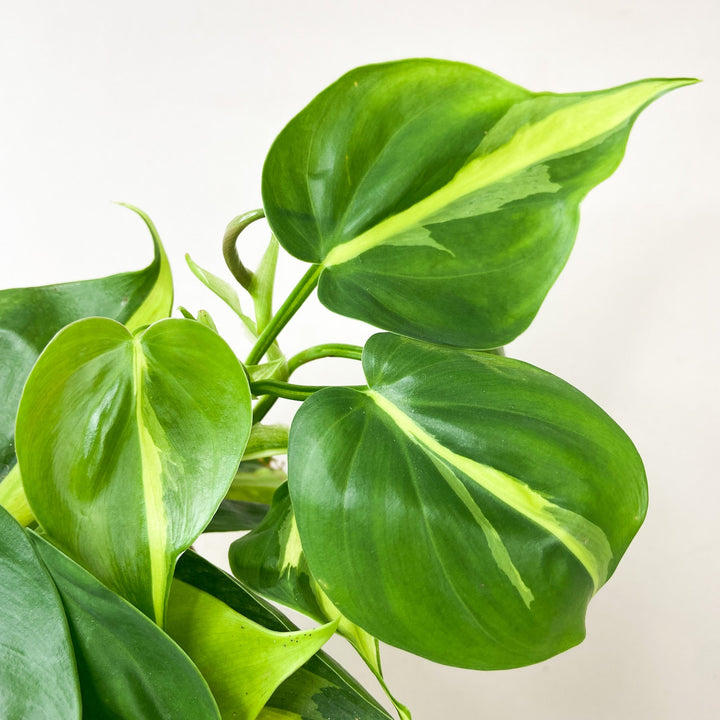 Philodendron Hederaceum Brasil Foliage Dreams