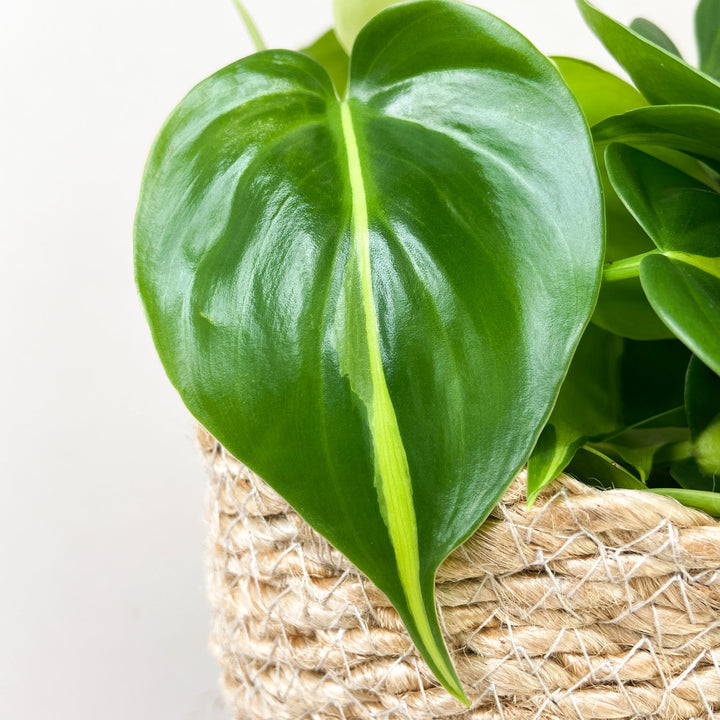 Philodendron Hederaceum Brasil Foliage Dreams