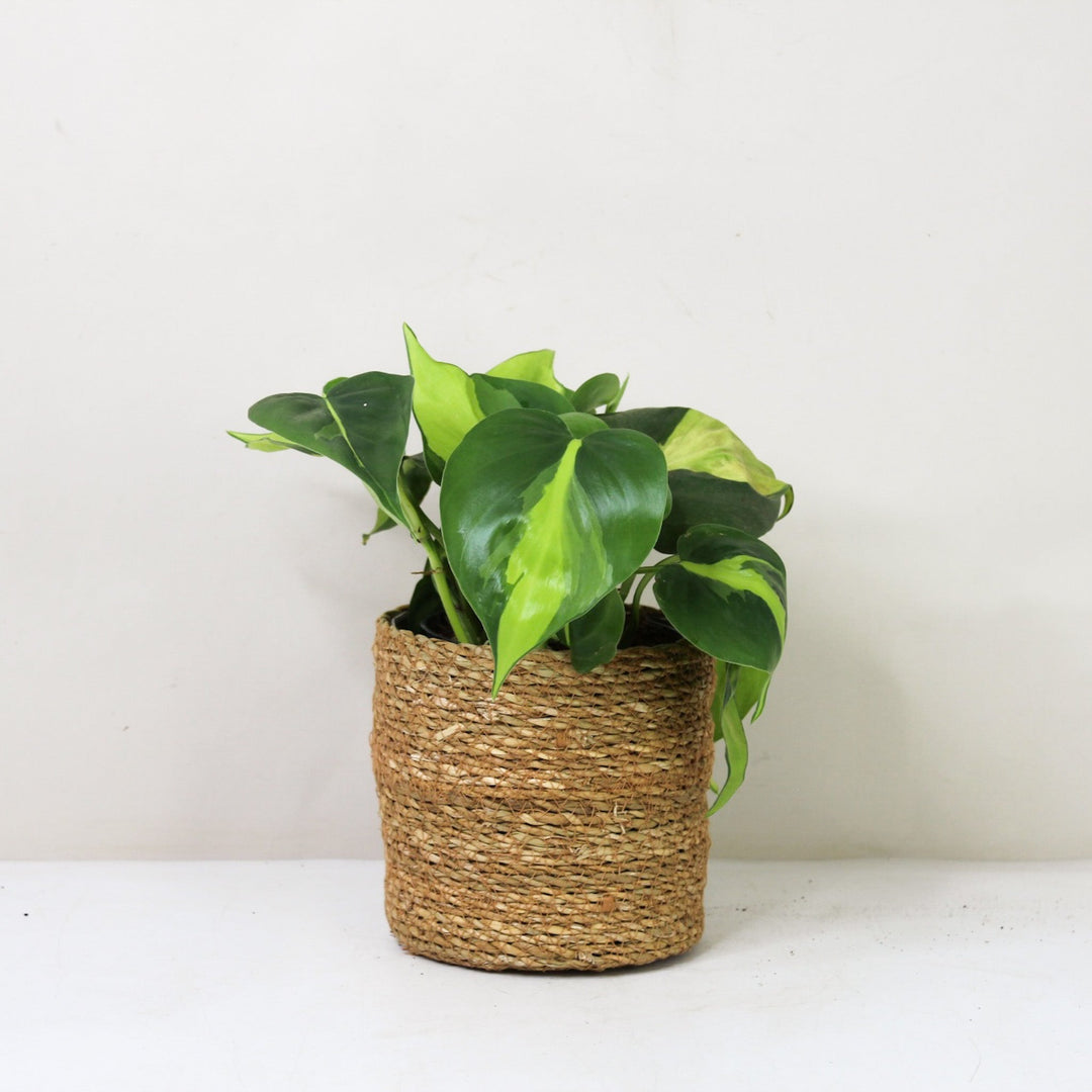 Philodendron Hederaceum Brasil M / Korb braun Foliage Dreams
