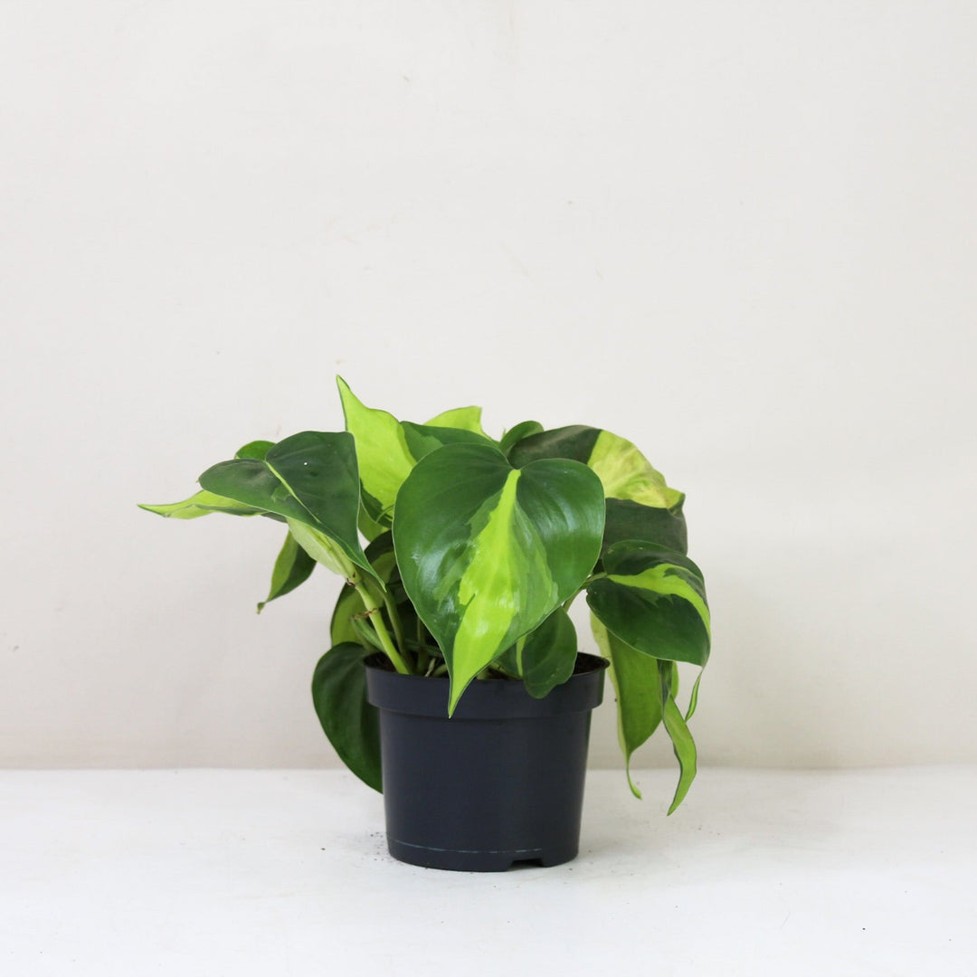 Philodendron Hederaceum Brasil M / ohne Übertopf Foliage Dreams