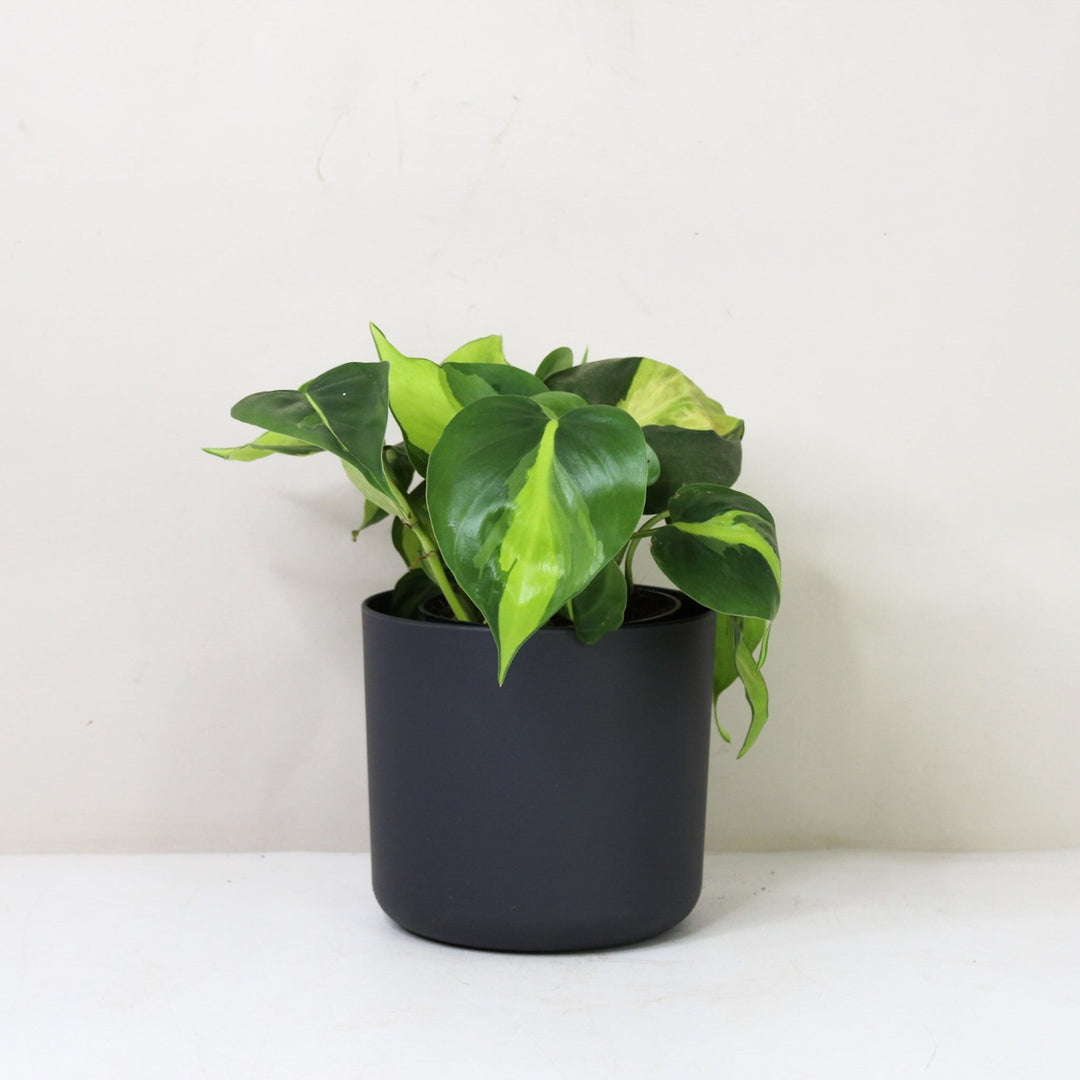 Philodendron Hederaceum Brasil M / Topf anthrazit Foliage Dreams