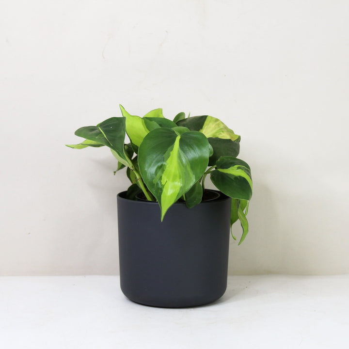 Philodendron Hederaceum Brasil M / Topf anthrazit Foliage Dreams