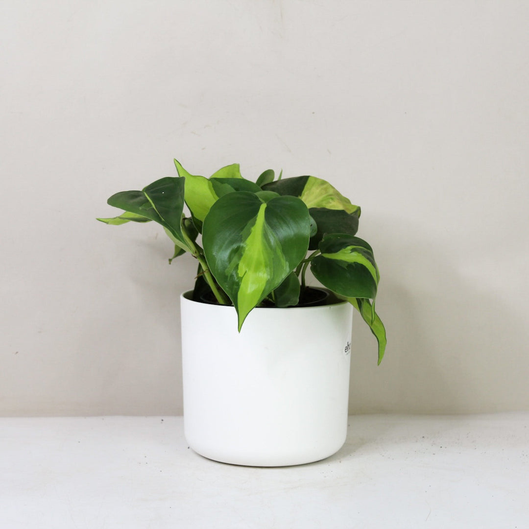 Philodendron Hederaceum Brasil M / Topf weiß Foliage Dreams