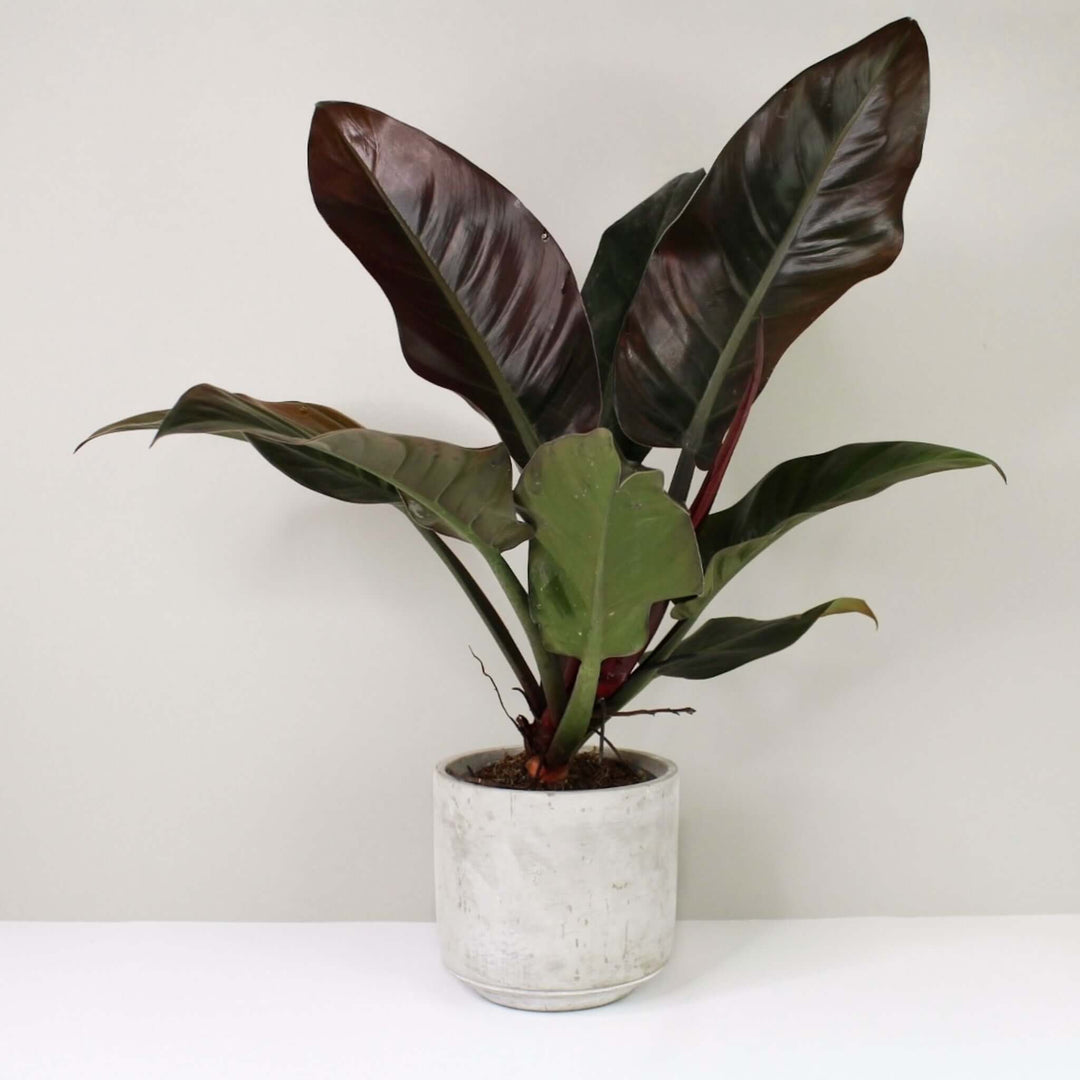 Philodendron Imperial Red Foliage Dreams