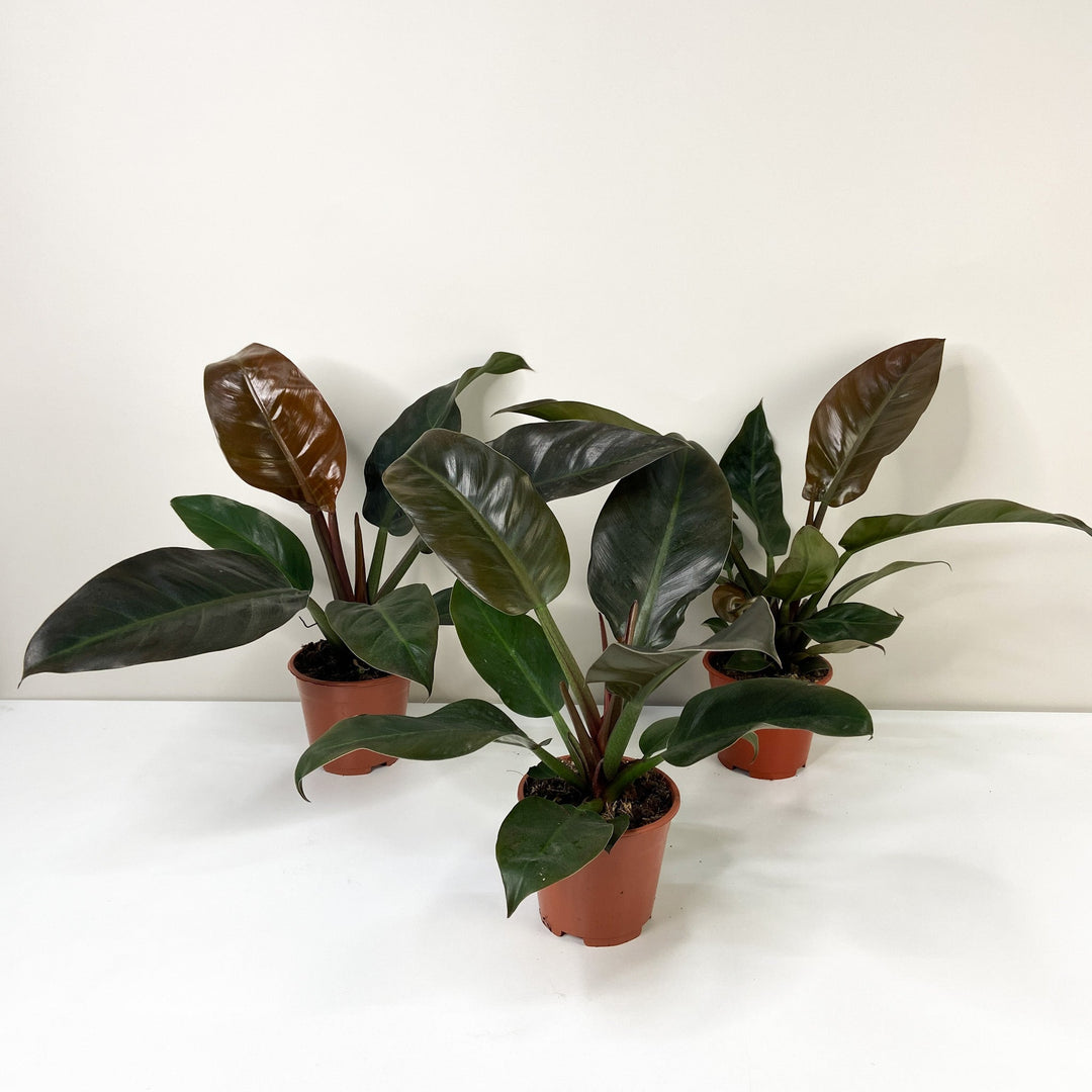 Philodendron Imperial Red Foliage Dreams