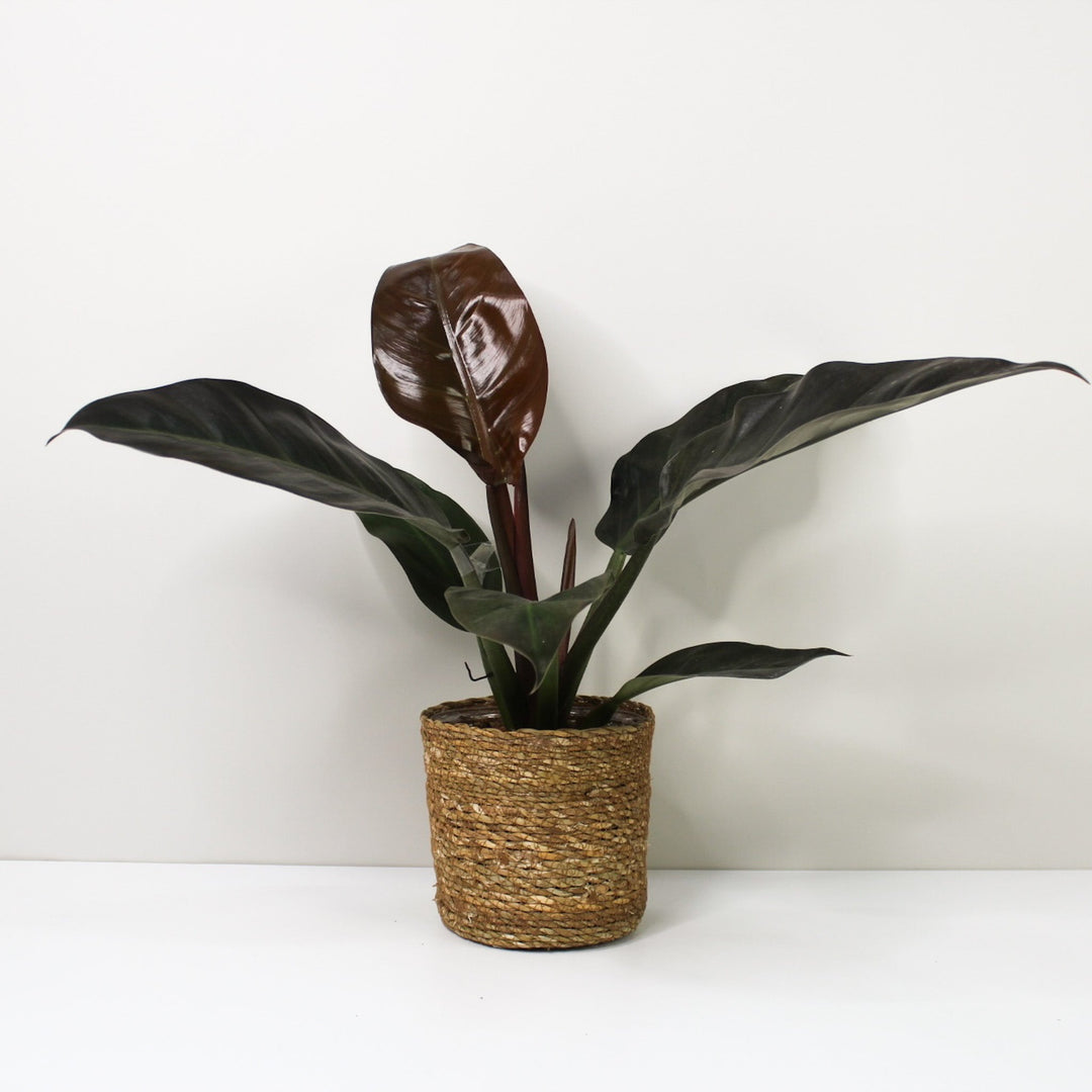 Philodendron Imperial Red M / Korb braun Foliage Dreams