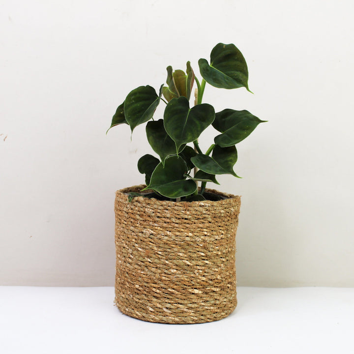 Philodendron Lupinum Foliage Dreams