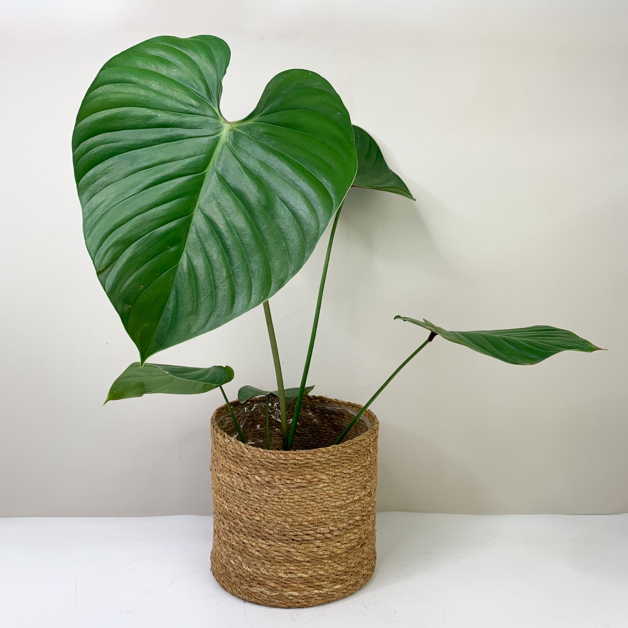 Philodendron Lynamii – Foliage Dreams