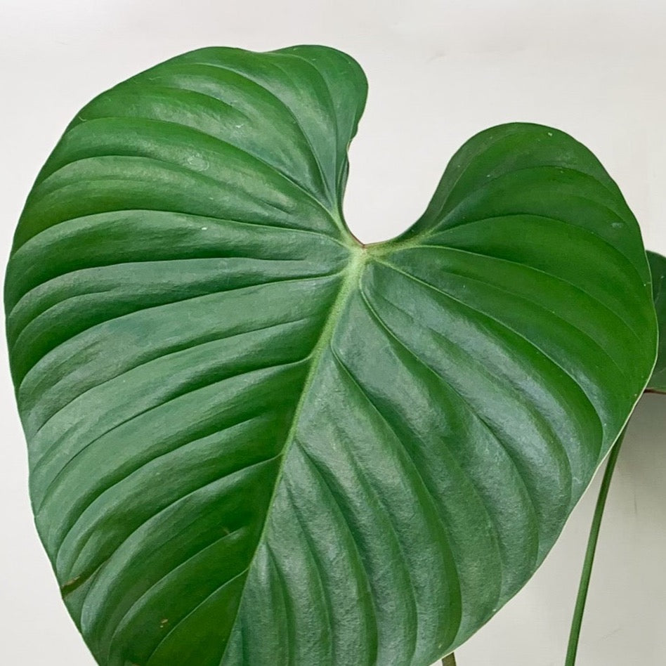 Philodendron Lynamii Foliage Dreams