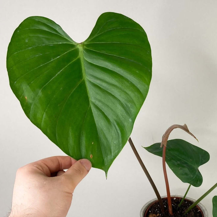 Philodendron Lynamii A1 Foliage Dreams