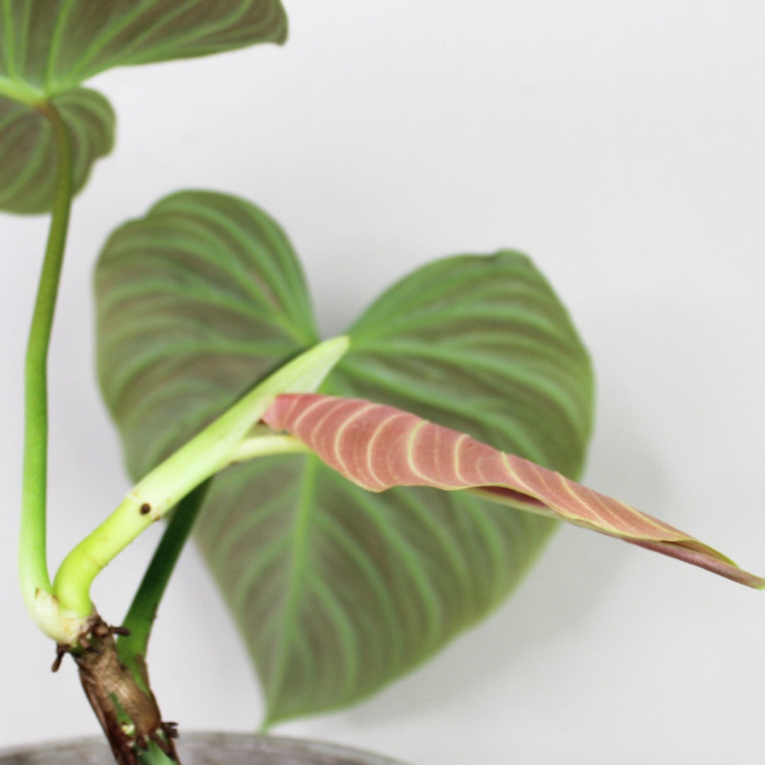 Philodendron Majestic Foliage Dreams