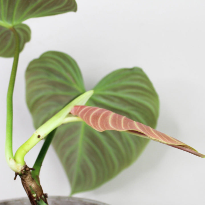 Philodendron Majestic Foliage Dreams