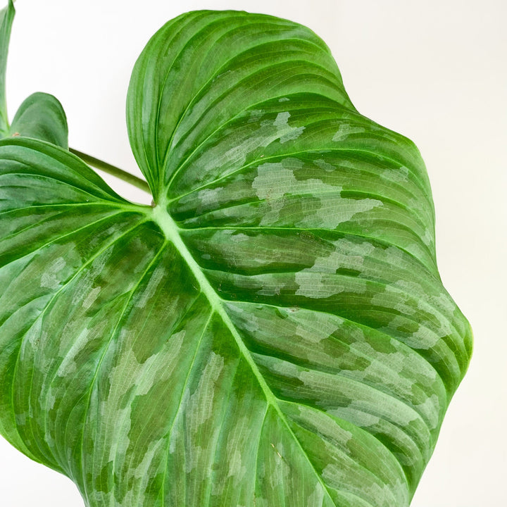 Philodendron Majestic Foliage Dreams
