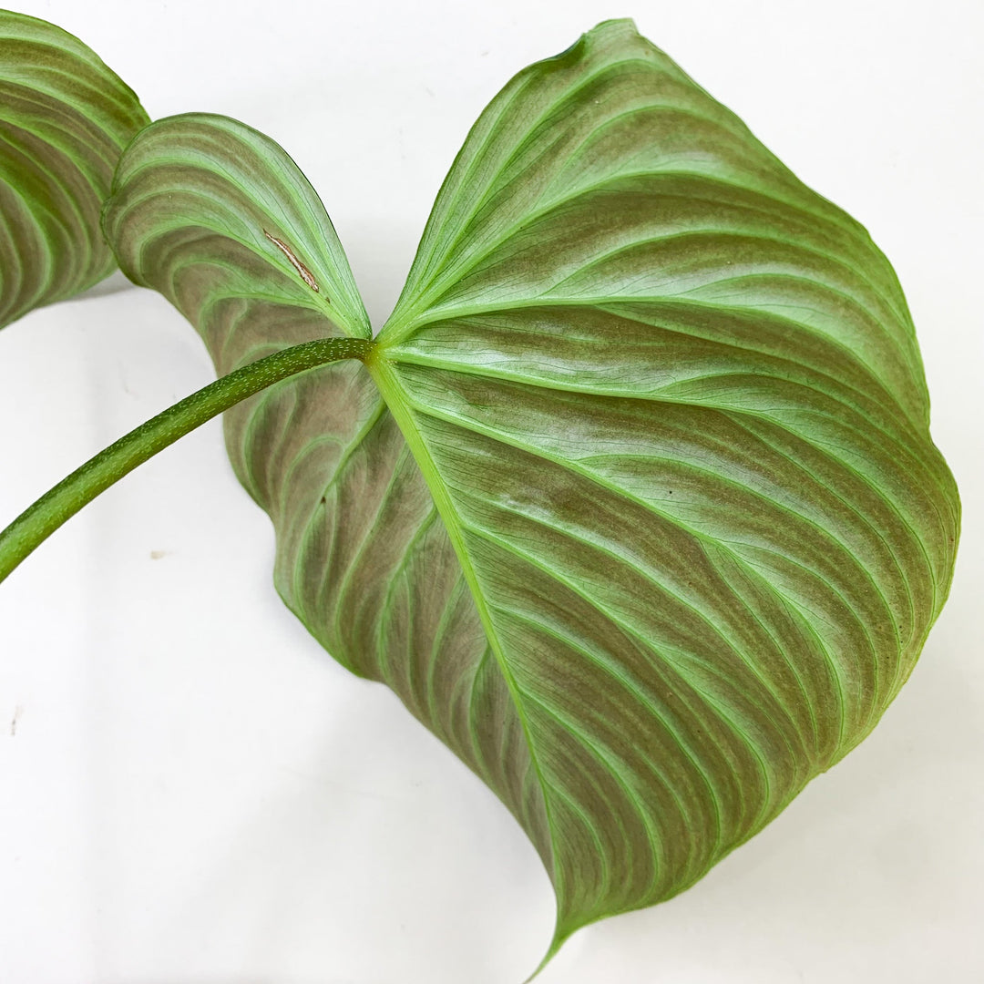 Philodendron Majestic Foliage Dreams