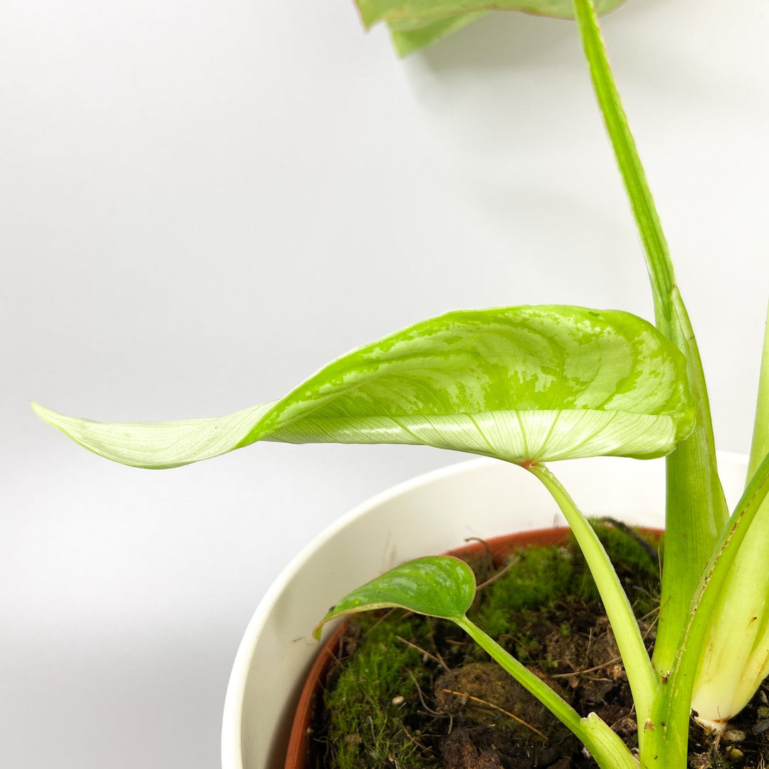 Philodendron Mamei 'Silver Cloud' Foliage Dreams