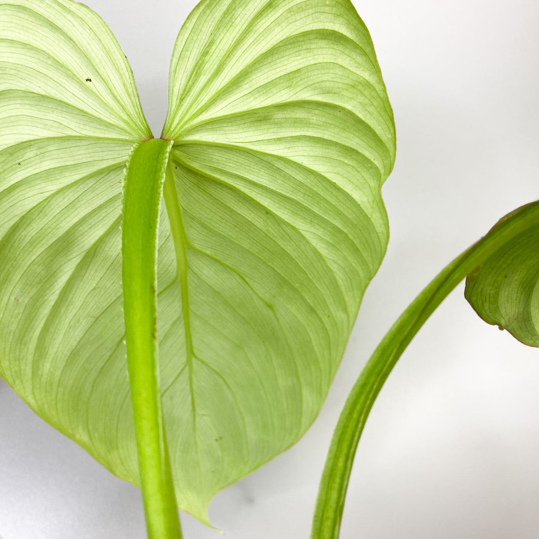 Philodendron Mamei 'Silver Cloud' Foliage Dreams