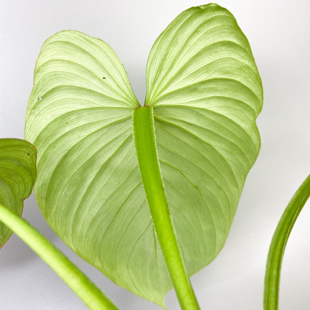 Philodendron Mamei 'Silver Cloud' Foliage Dreams