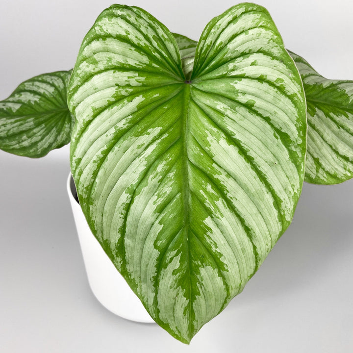 Philodendron Mamei 'Silver Cloud' Foliage Dreams