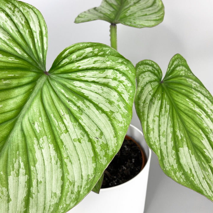 Philodendron Mamei 'Silver Cloud' Foliage Dreams