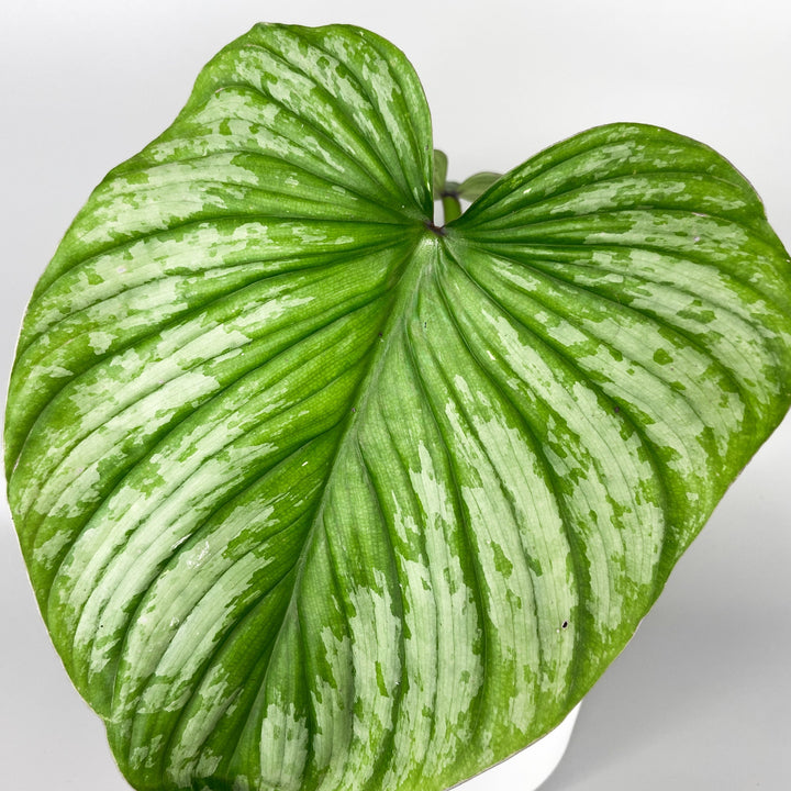 Philodendron Mamei 'Silver Cloud' Foliage Dreams