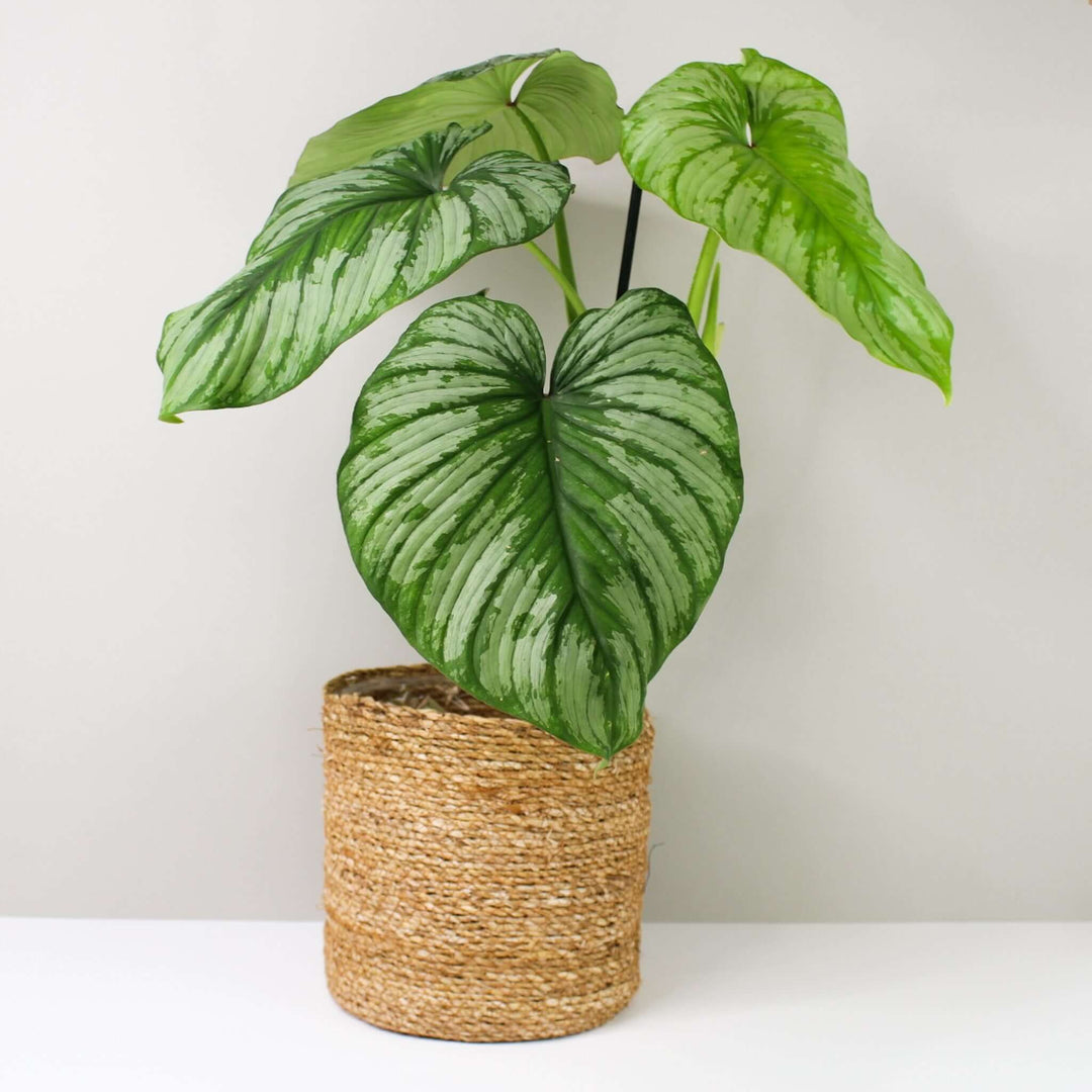 Philodendron mamei 'Silver Cloud' L Foliage Dreams