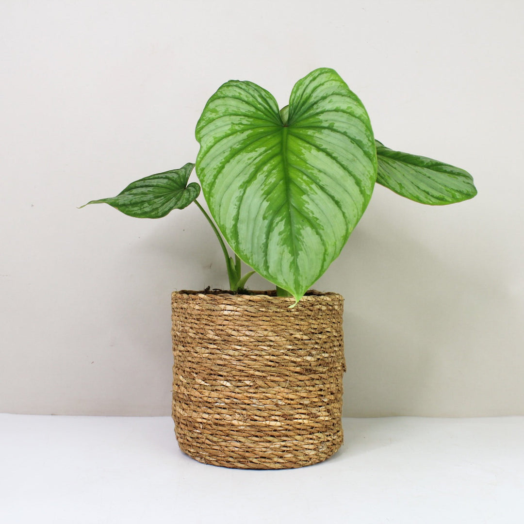 Philodendron Mamei 'Silver Cloud' M Foliage Dreams