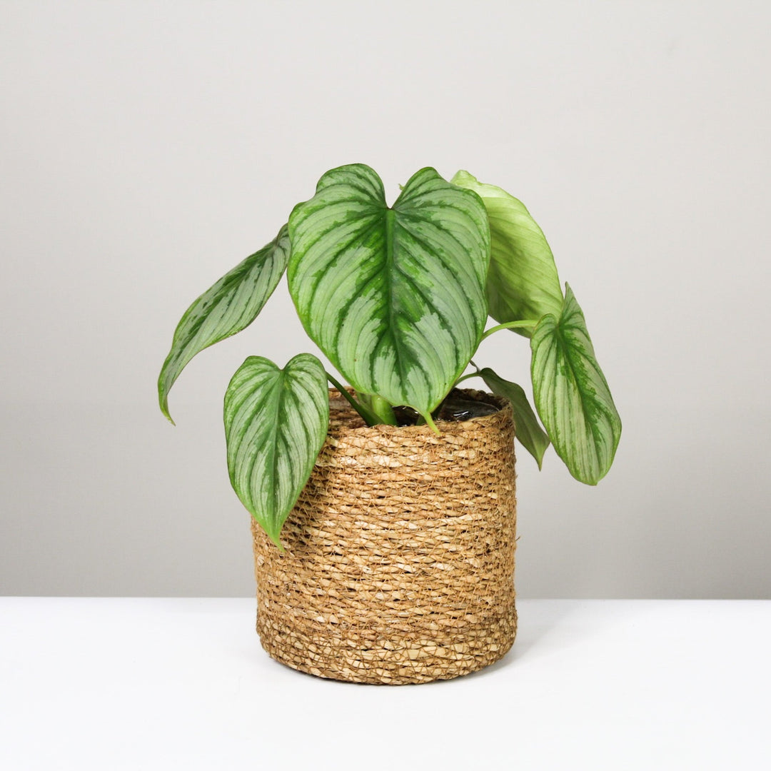 Philodendron Mamei 'Silver Cloud' M / Korb braun Foliage Dreams