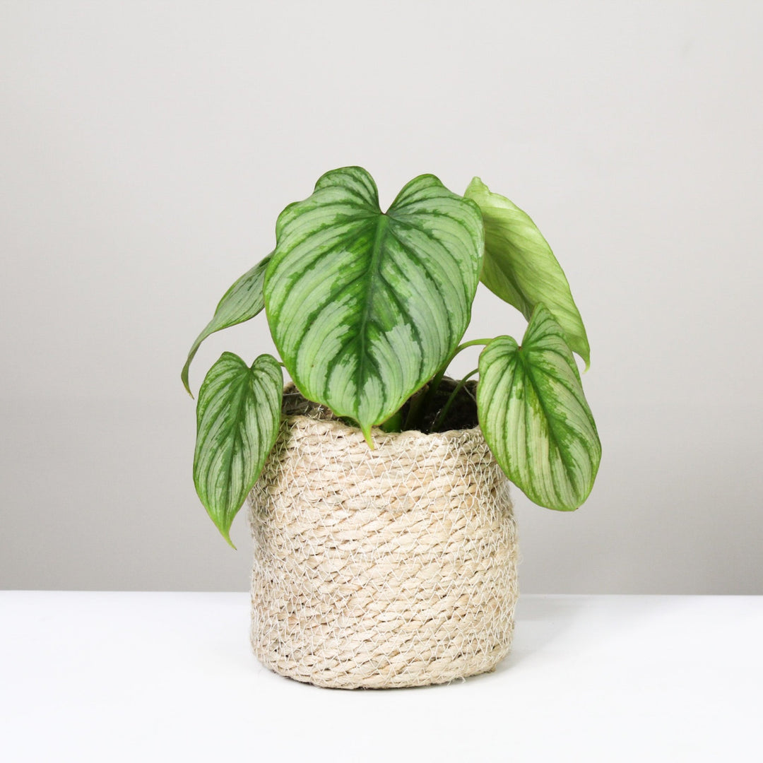 Philodendron Mamei 'Silver Cloud' M / Korb creme Foliage Dreams