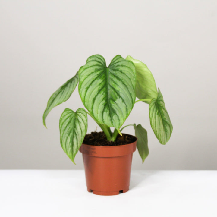 Philodendron Mamei 'Silver Cloud' M / ohne Übertopf Foliage Dreams