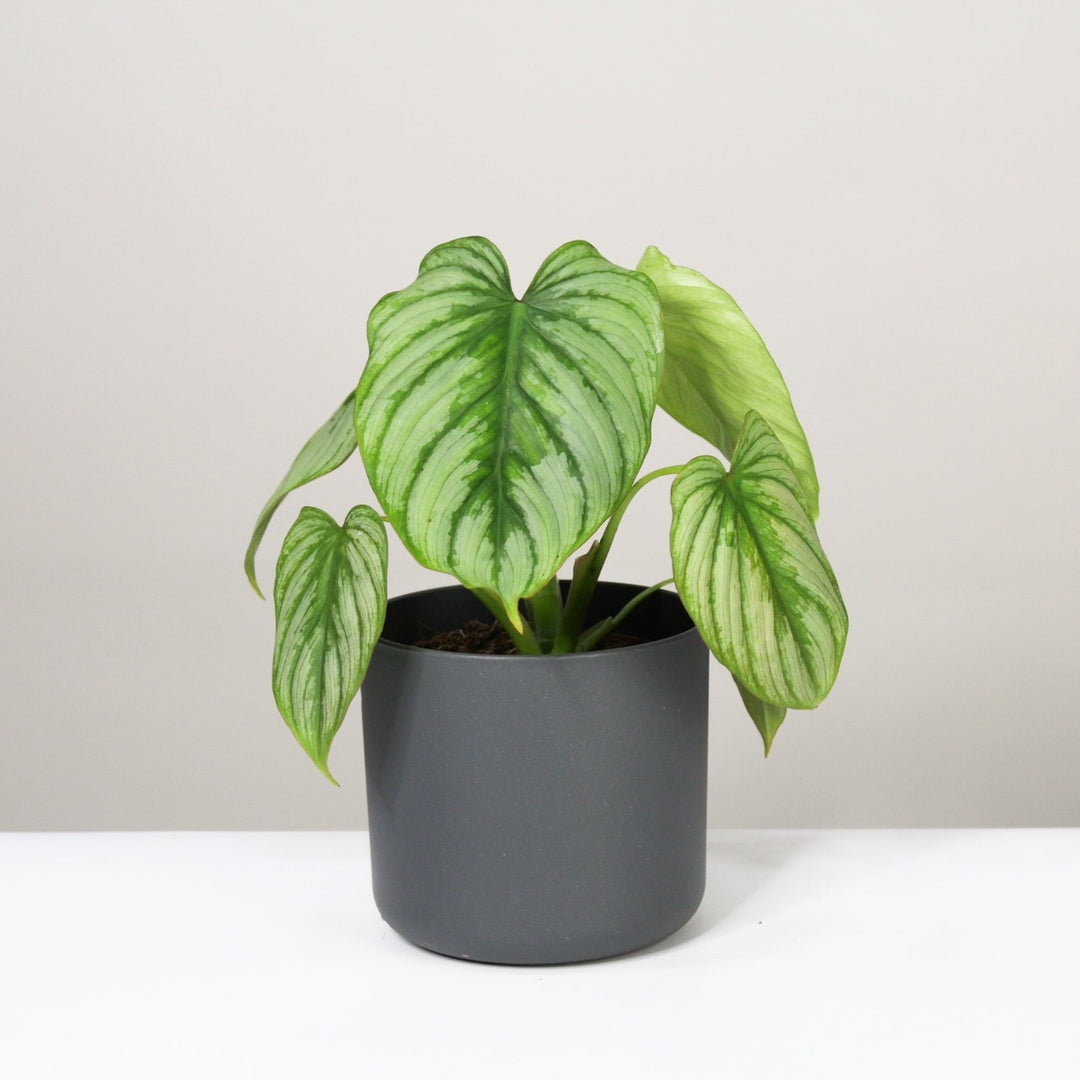 Philodendron Mamei 'Silver Cloud' M / Topf anthrazit Foliage Dreams