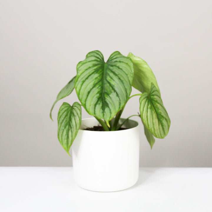 Philodendron Mamei 'Silver Cloud' M / Topf weiß Foliage Dreams