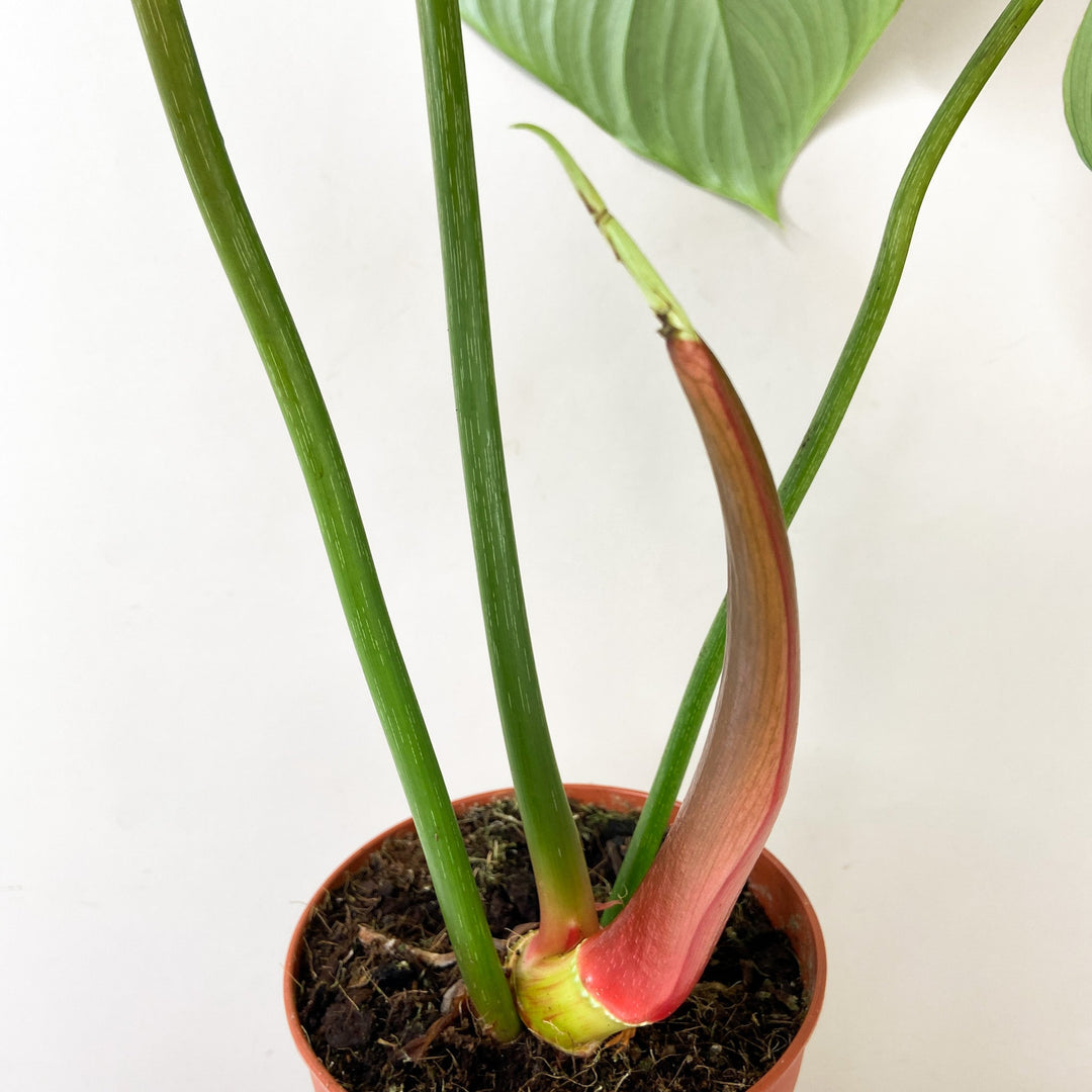 Philodendron McDowell L Foliage Dreams