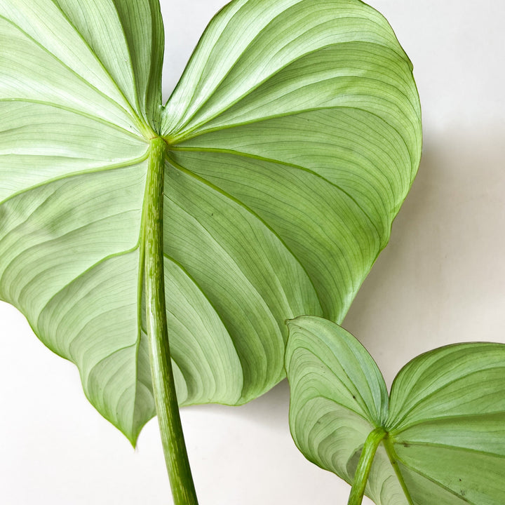 Philodendron McDowell L Foliage Dreams