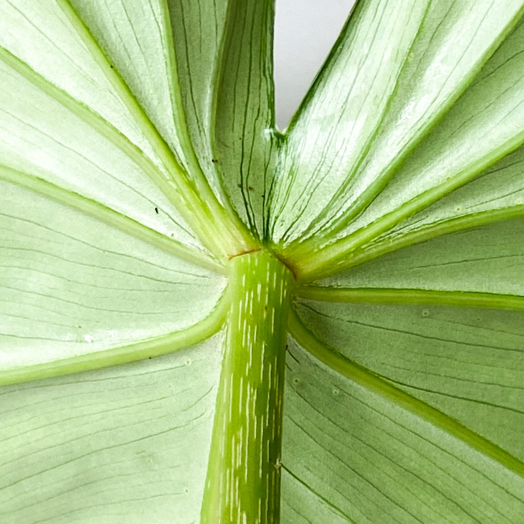 Philodendron McDowell L Foliage Dreams