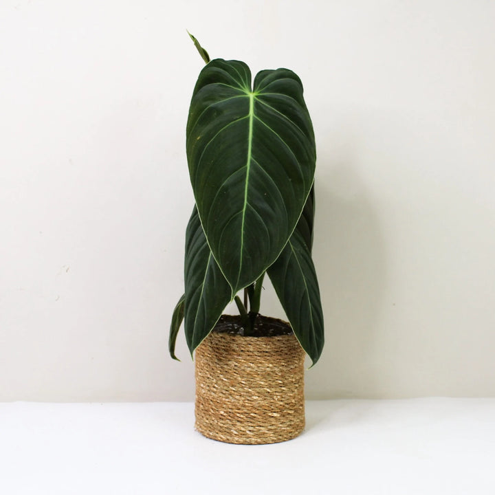 Philodendron Melanochrysum M / Korb braun Foliage Dreams