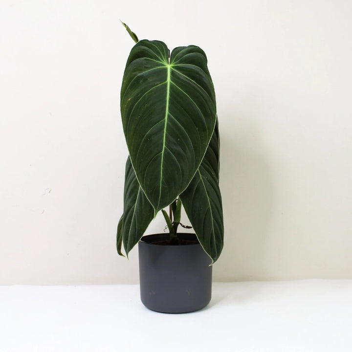 Philodendron Melanochrysum M / Topf anthrazit Foliage Dreams