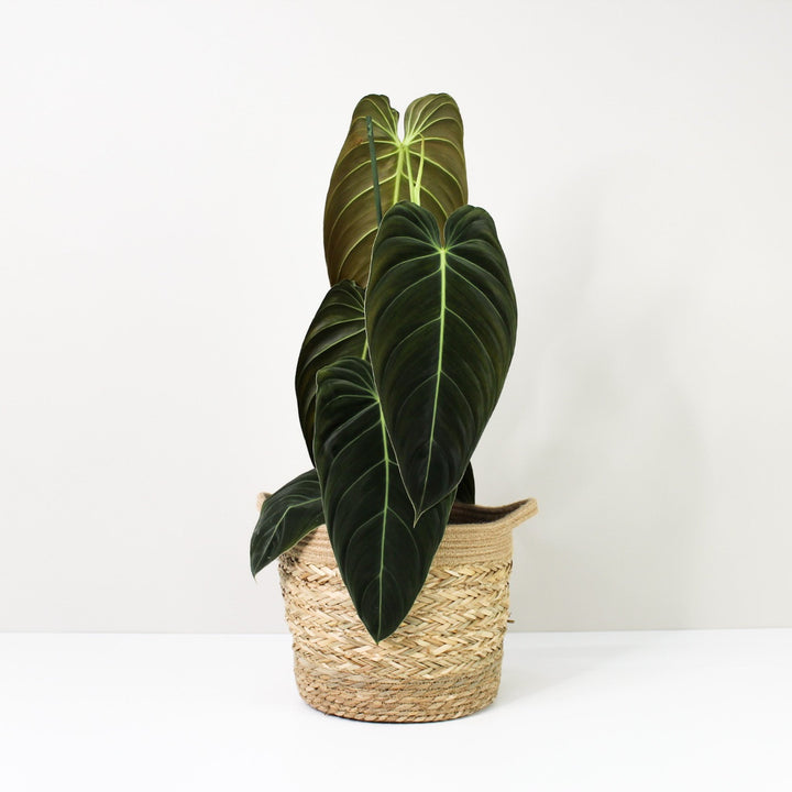 Philodendron Melanochrysum XL / Korb braun Foliage Dreams