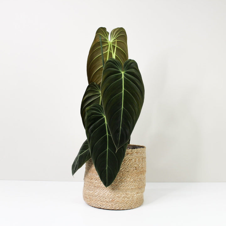 Philodendron Melanochrysum XL / Korb creme Foliage Dreams