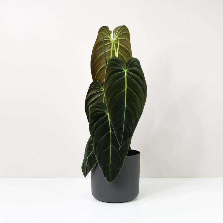 Philodendron Melanochrysum XL / Topf anthrazit Foliage Dreams