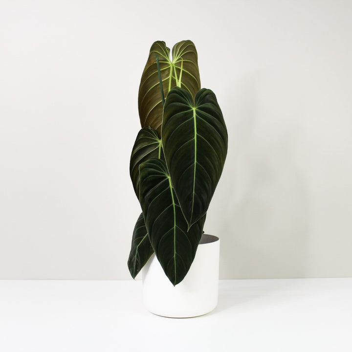 Philodendron Melanochrysum XL / Topf weiß Foliage Dreams