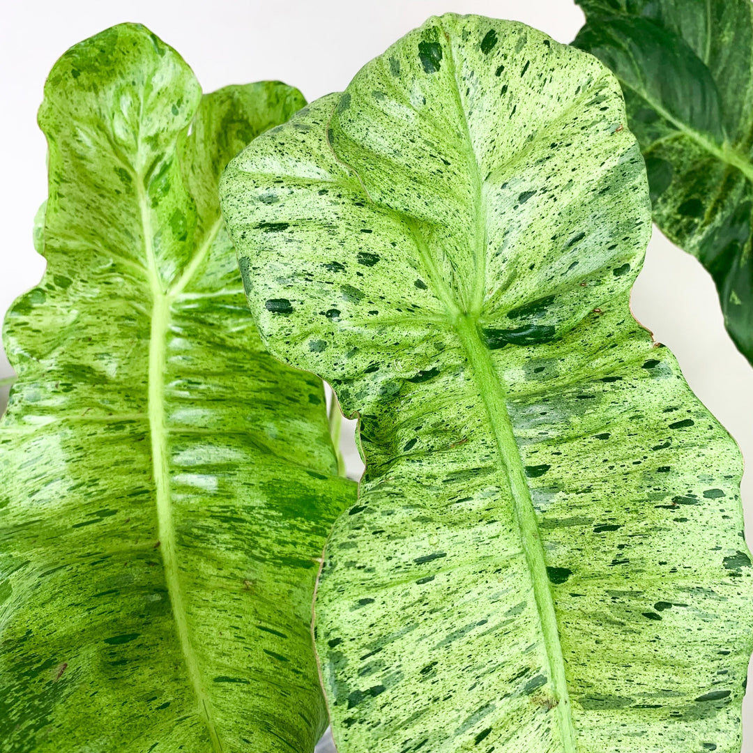 Philodendron Paraiso Verde Foliage Dreams