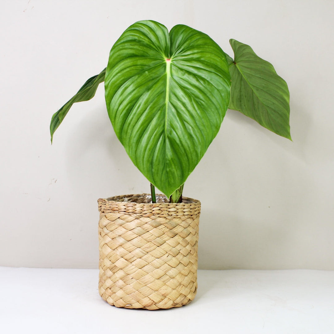 Philodendron Pastazanum 'Silver' Foliage Dreams