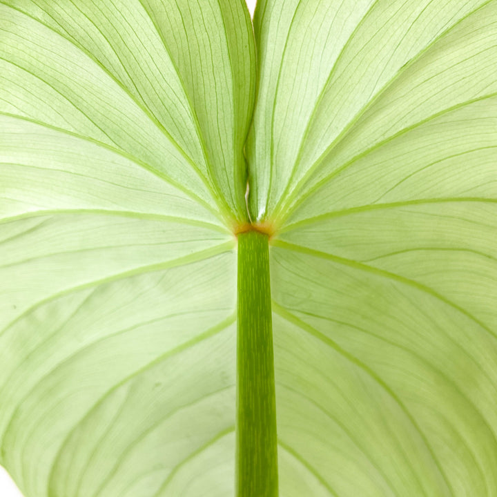 Philodendron Pastazanum 'Silver' Foliage Dreams