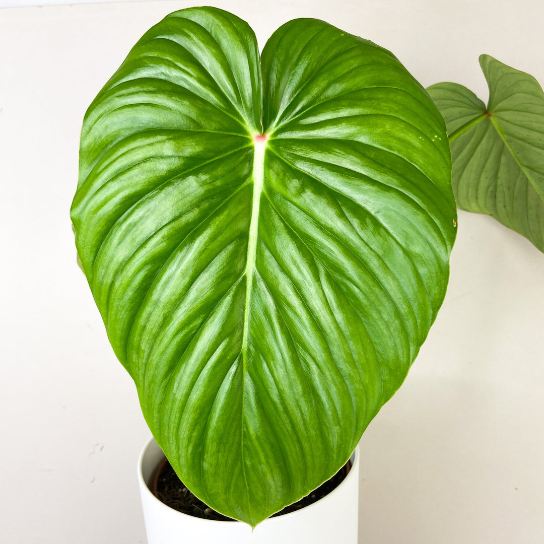 Philodendron Pastazanum 'Silver' Foliage Dreams