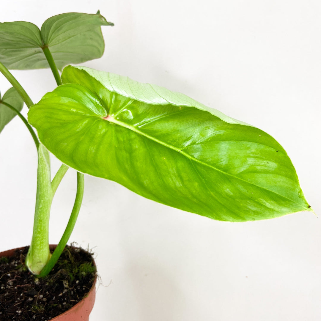Philodendron Pastazanum 'Silver' Foliage Dreams