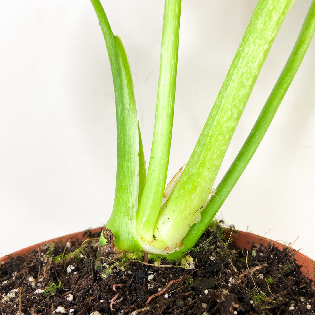 Philodendron Pastazanum 'Silver' Foliage Dreams