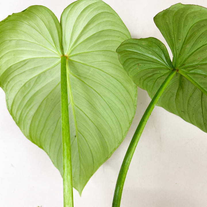 Philodendron Pastazanum 'Silver' Foliage Dreams