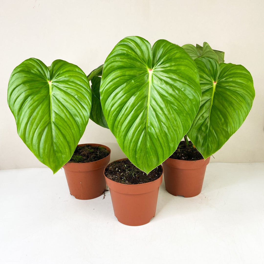 Philodendron Pastazanum 'Silver' Foliage Dreams