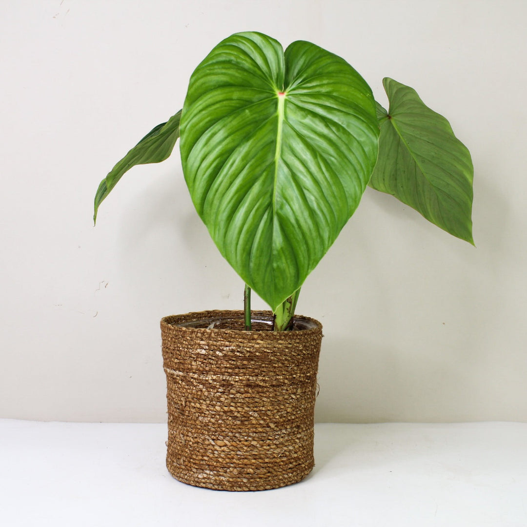 Philodendron Pastazanum 'Silver' L / Korb braun Foliage Dreams