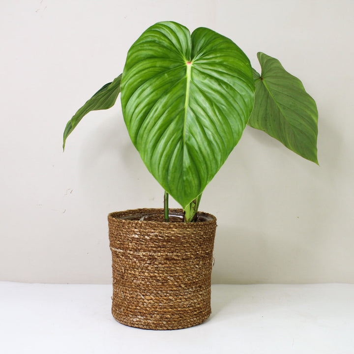 Philodendron Pastazanum 'Silver' L / Korb braun Foliage Dreams